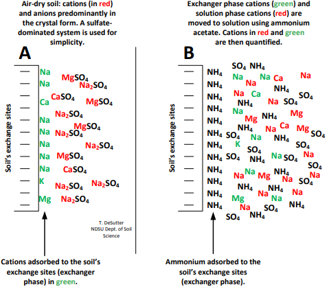 Figure 7.4. The 1N ammonium acetate method imposed on a soil with soluble salts and free lime. Not only are the CEC ions measured after extracting solution is added (green ions at right image), but also the ions in the soluble salt complex are measured. This method greatly overestimates soil CEC. (NDSU image)